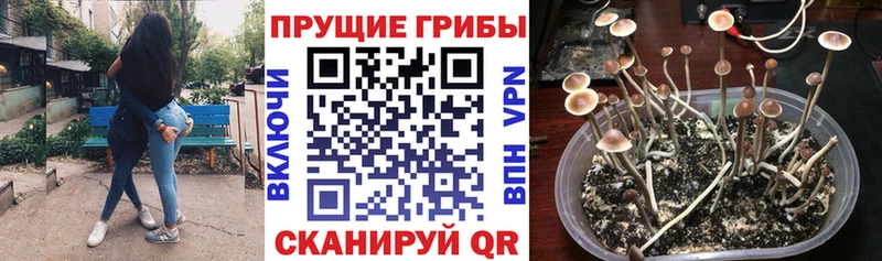 Галлюциногенные грибы Psilocybe  Губаха 